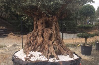 Oliviers Figuiers Palmiers En Bretagne Eurl Faure